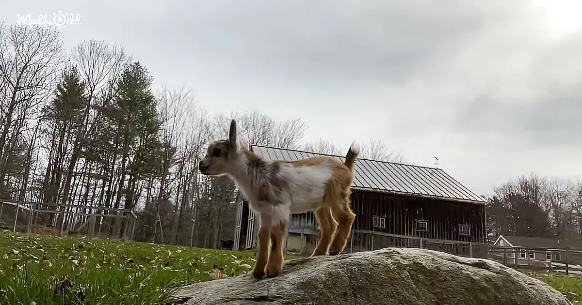 A young goat stands on a rock in a grassy field, with a barn and trees in the background under a cloudy sky.
