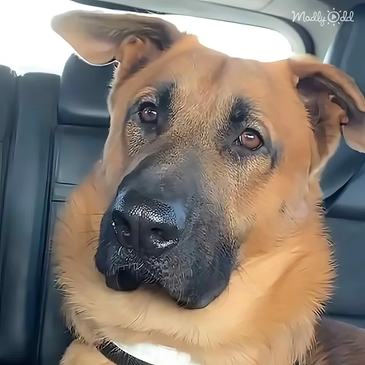 A German Shepherd dog with a calm expression sits in the back seat of a car.