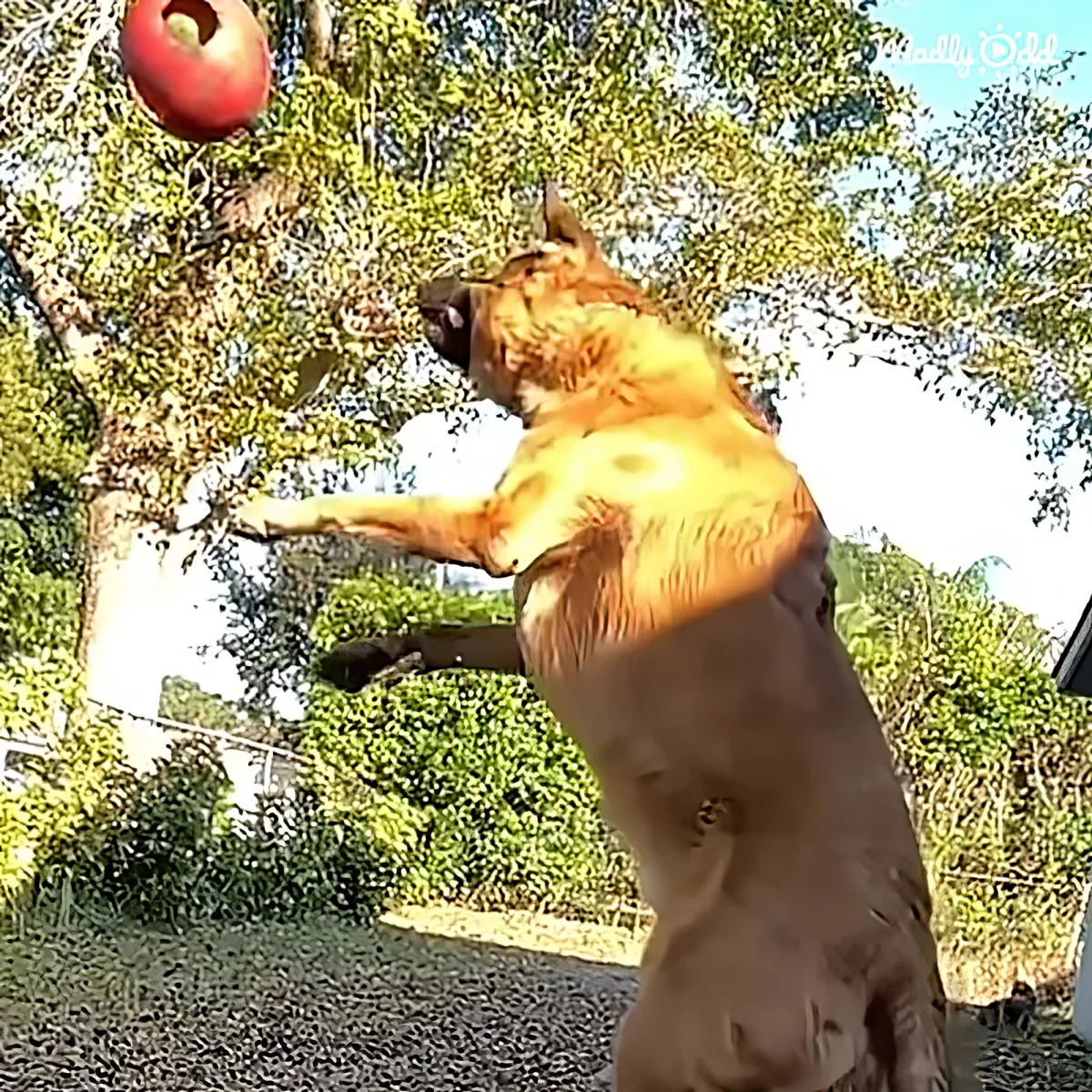 A German Shepherd dog leaps high to catch a red ball mid-air in a lush, green outdoor setting.