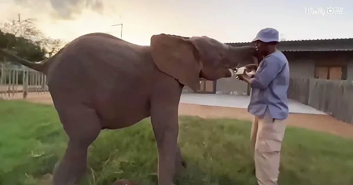 Albino baby elephant named Khanyisa