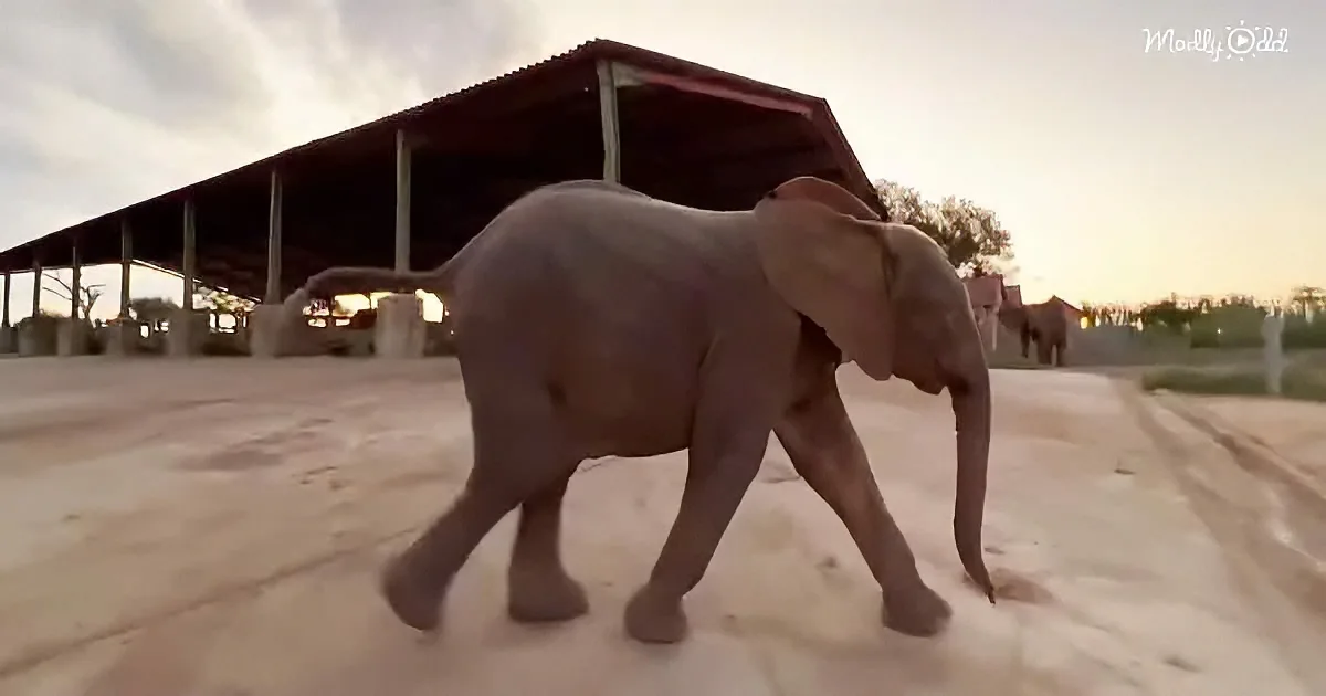 Albino baby elephant named Khanyisa
