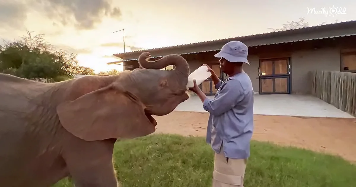 Albino Elephant Princess Only Cares for Her Evening Milk Bottles