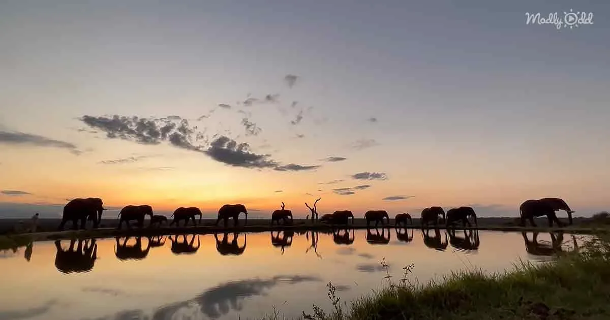 Silhouettes of elephants walking in a line across a water body at sunset.