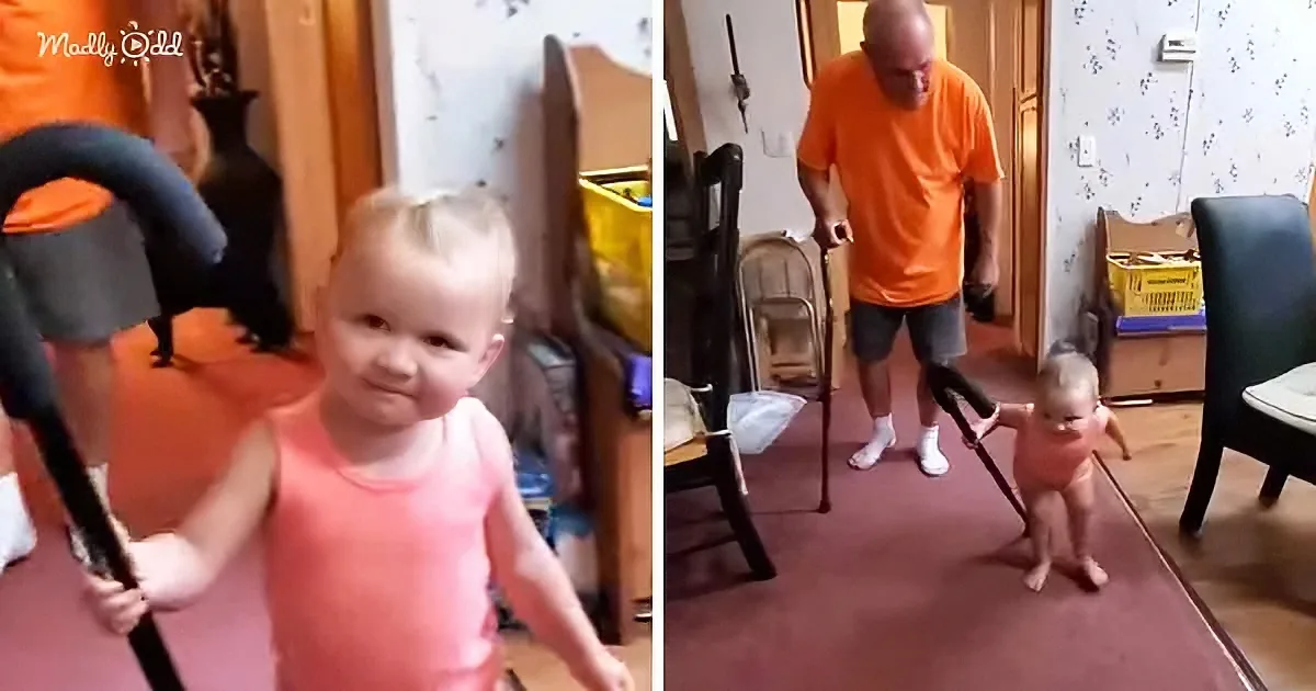 Precious Toddler Girl Adorably Copies Her Grandpa's Walk