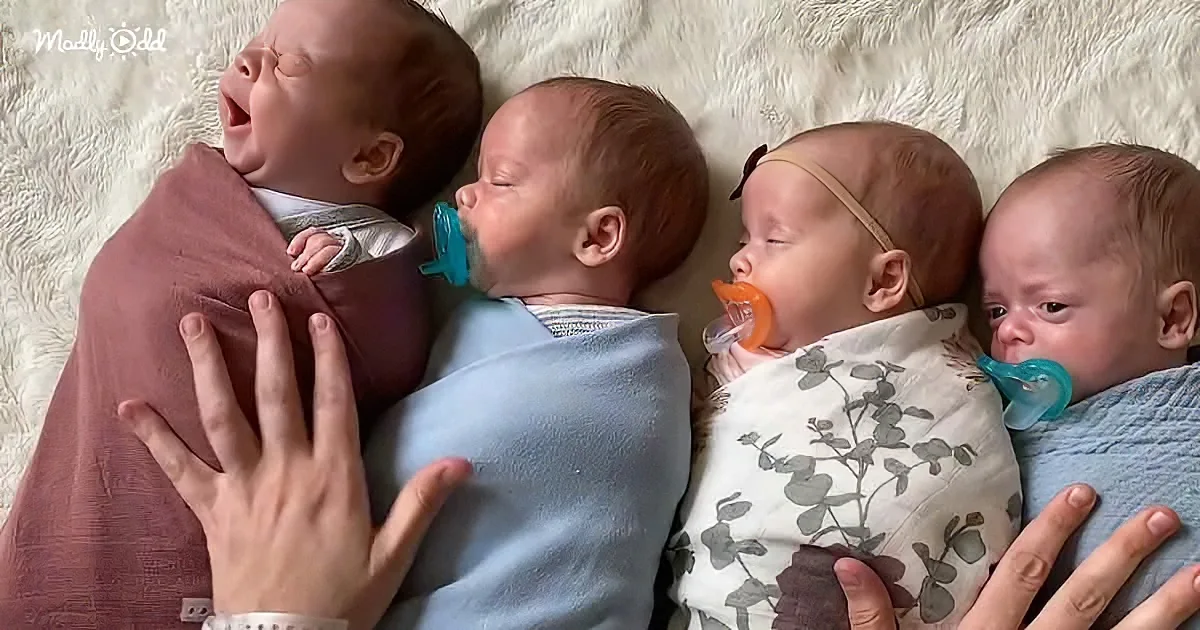 Four newborn babies wrapped in blankets, one yawning, two with pacifiers, lying on a white fluffy surface.