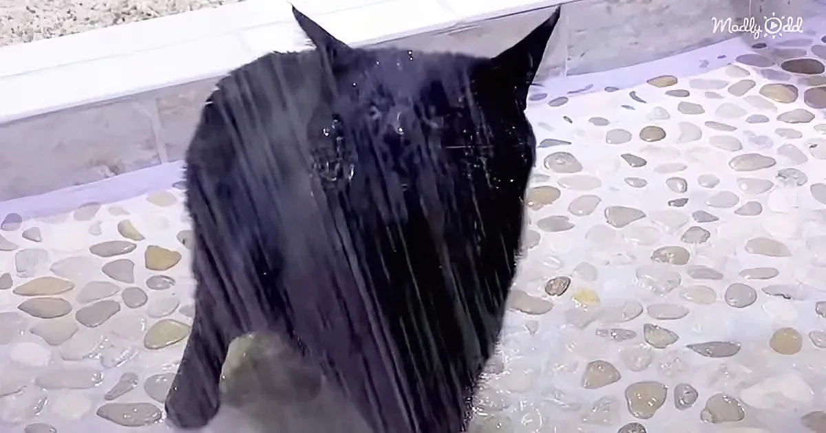 Woman's Sweet Blind Cat Loves to Take Showers