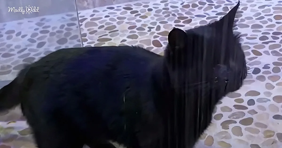 Blind cat taking shower