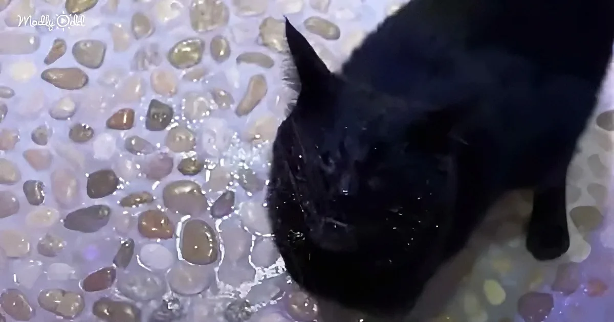 Blind cat taking shower