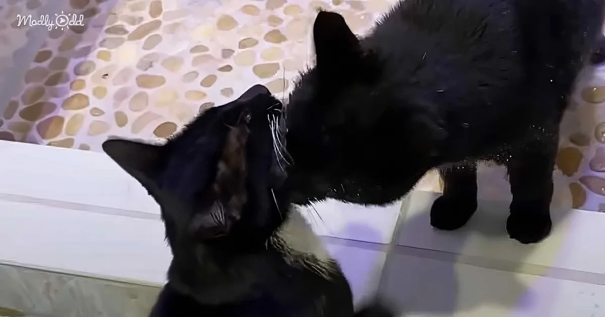 Two black cats interact on a tiled floor, one sniffing the other's ear.