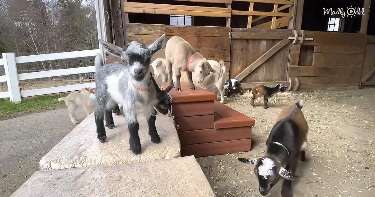 A curious goat stands on a raised platform, surrounded by other goats in a barnyard setting.