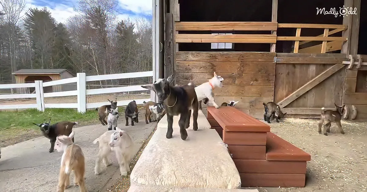 A group of curious goats explores a barnyard, some climbing and others standing, with a wooden structure and white fence...