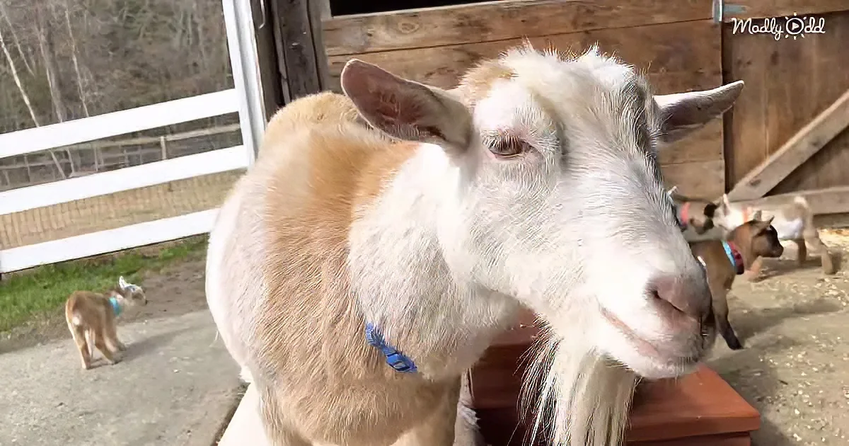 Mama and baby goats