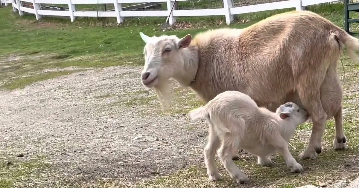 Prima Donna Mama Goat Doesn't Want to Share the Spotlight With Little Goat Kids
