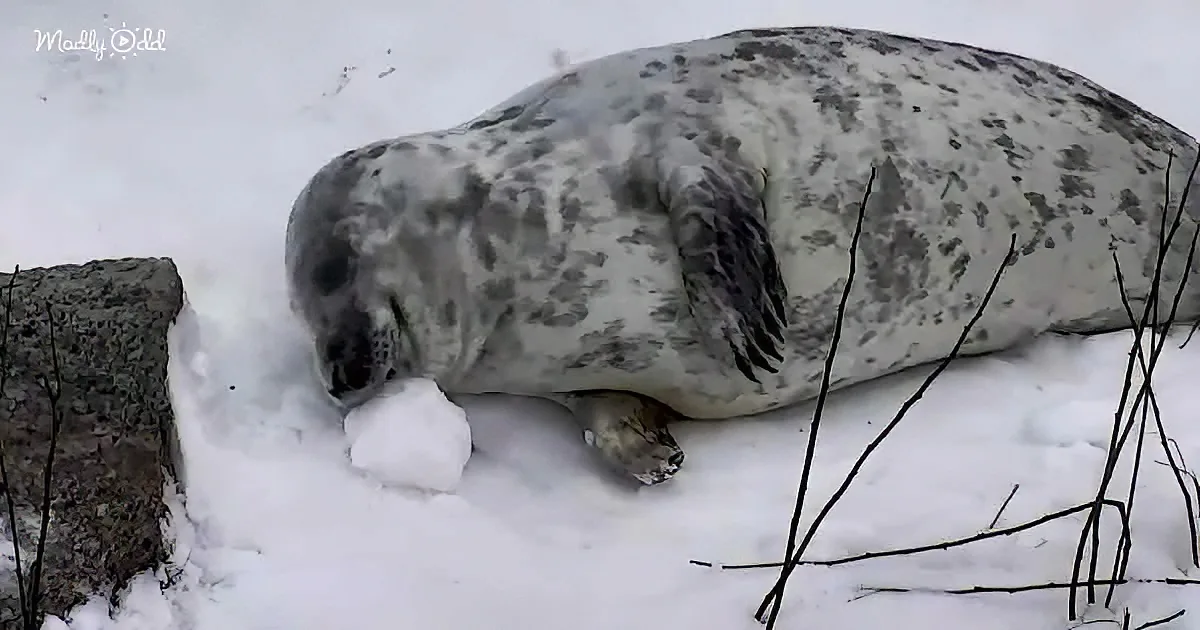 Curious baby seal