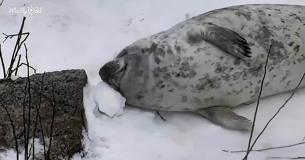 Curious baby seal