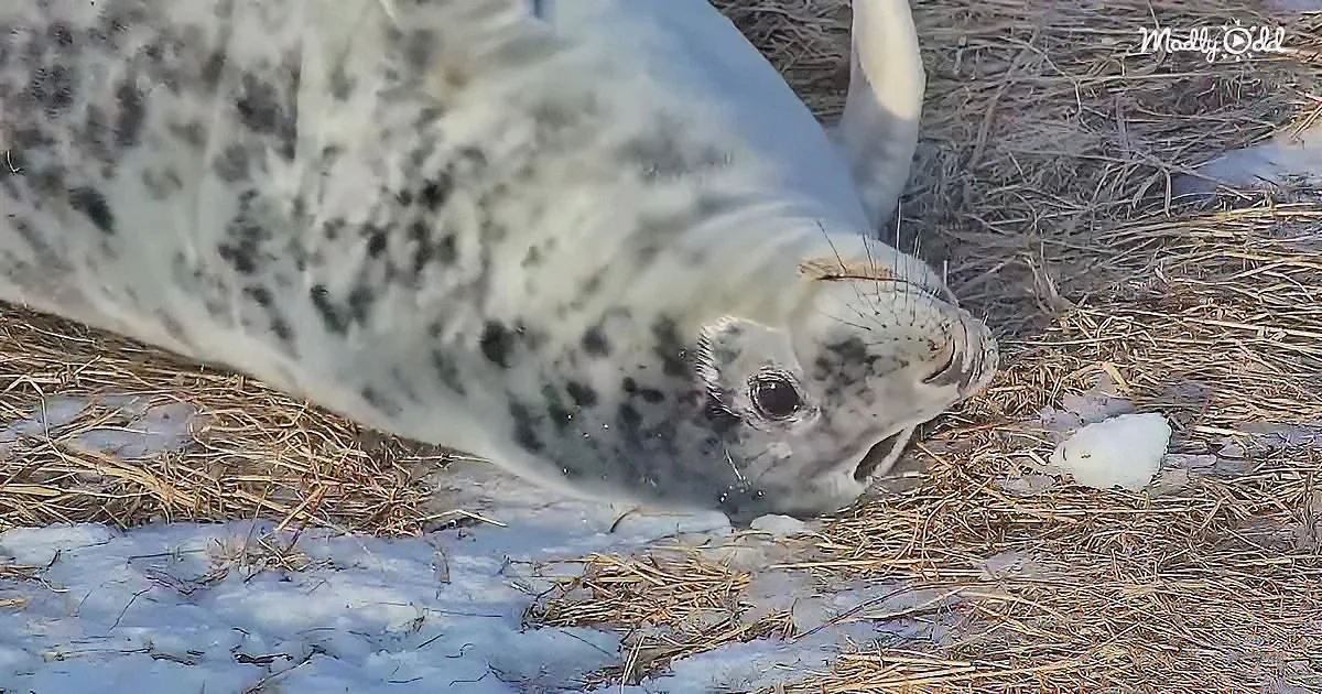 Curious baby seal