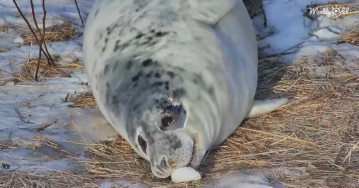 A Curious Baby Seal Can't Let Go of a Snow Toy