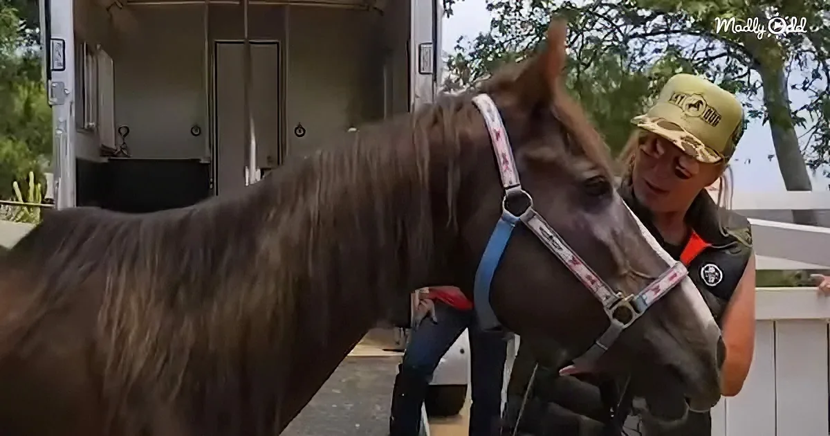A brown horse with a blue halter is being led by a person wearing a yellow cap and black vest.