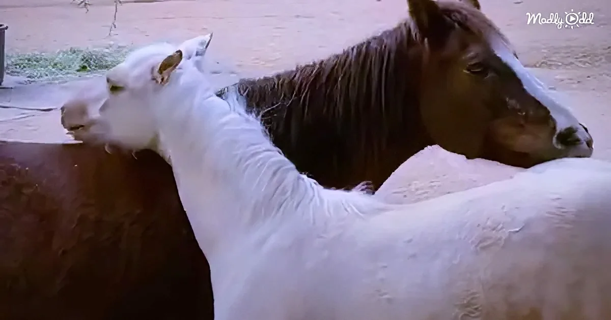 A white horse is lying down with its head resting on a brown horse's back.