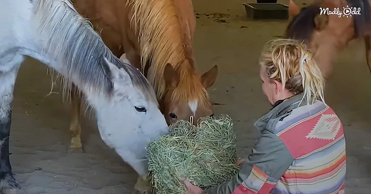 A woman feeds hay to a white horse while another horse stands nearby in a barn.