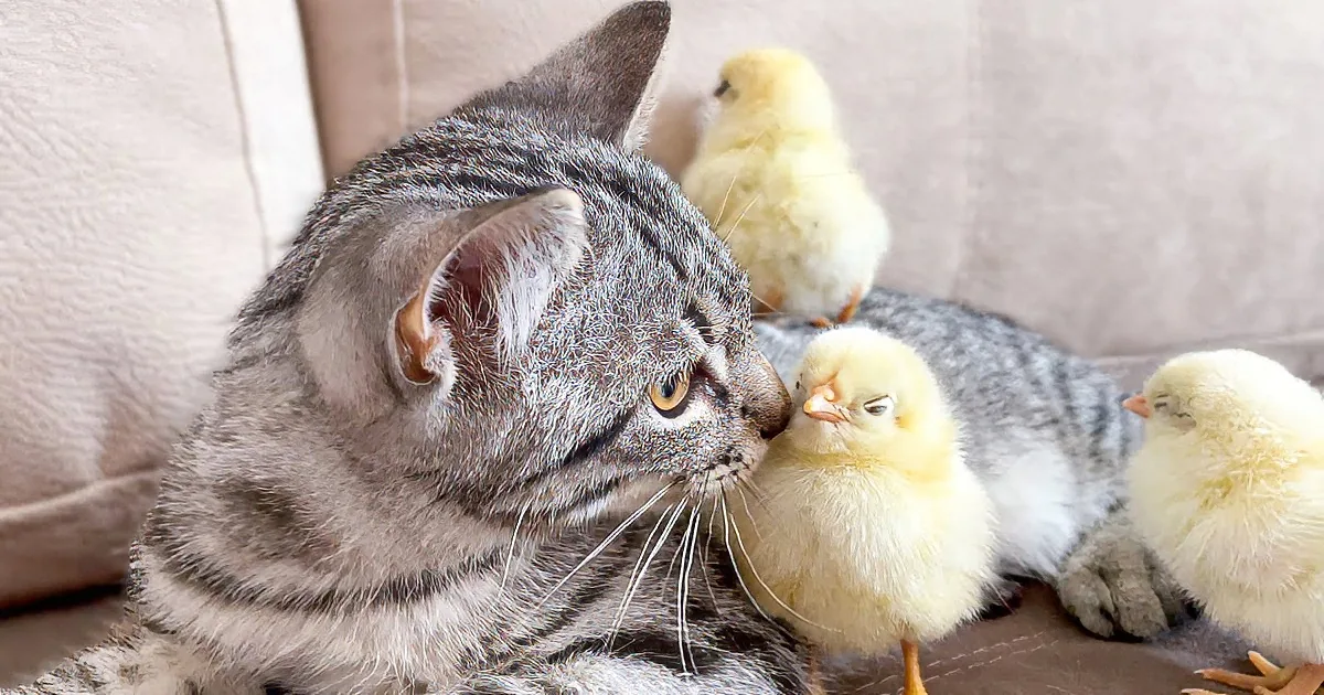 Sweet Kitty Practices to Be Mama Cat to Baby Chicks