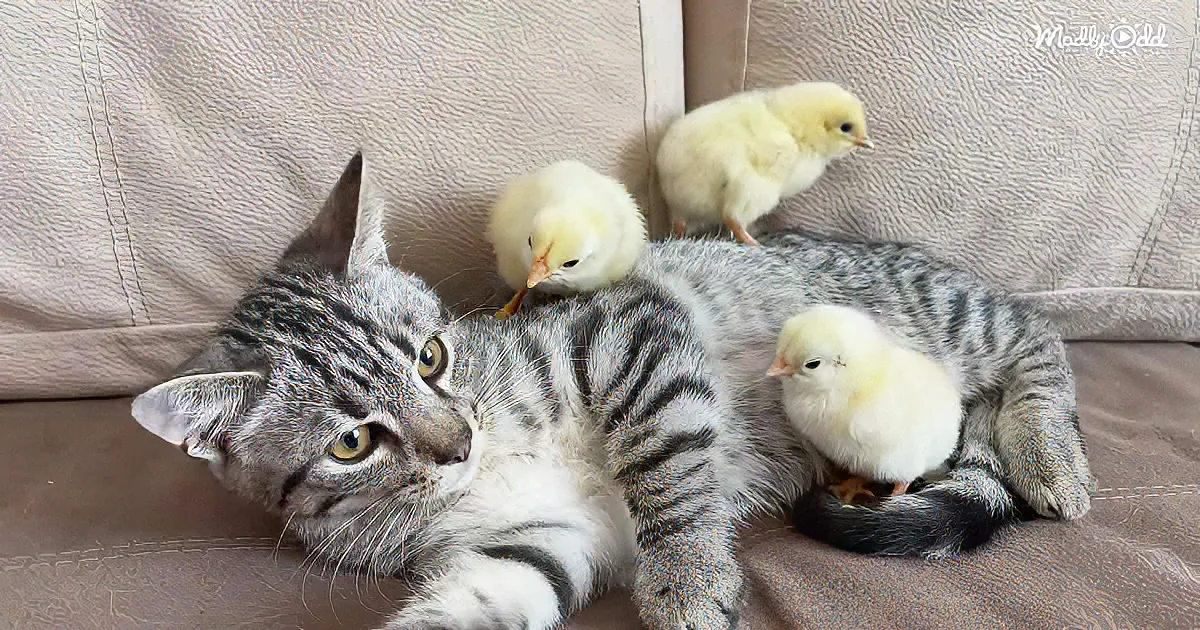 Sweet kitty and baby chicks