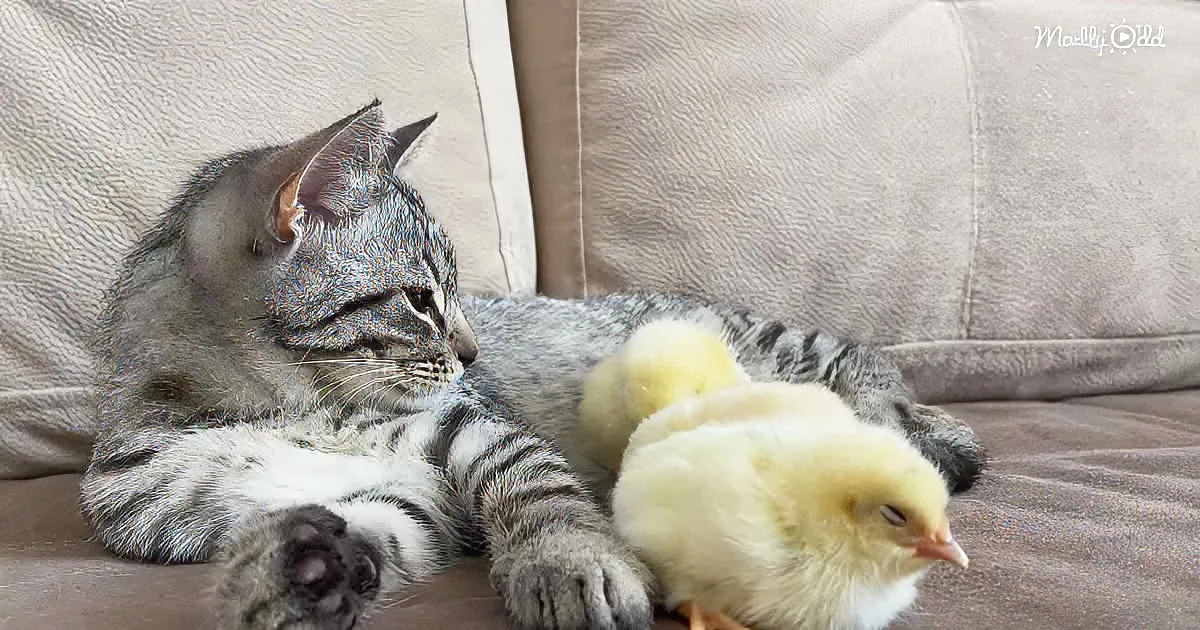 Sweet kitty and baby chicks