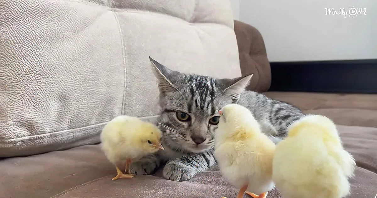 Sweet kitty and baby chicks