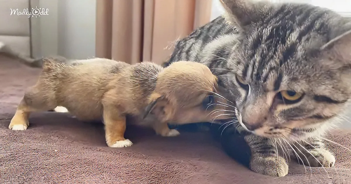 Puppy and kitten