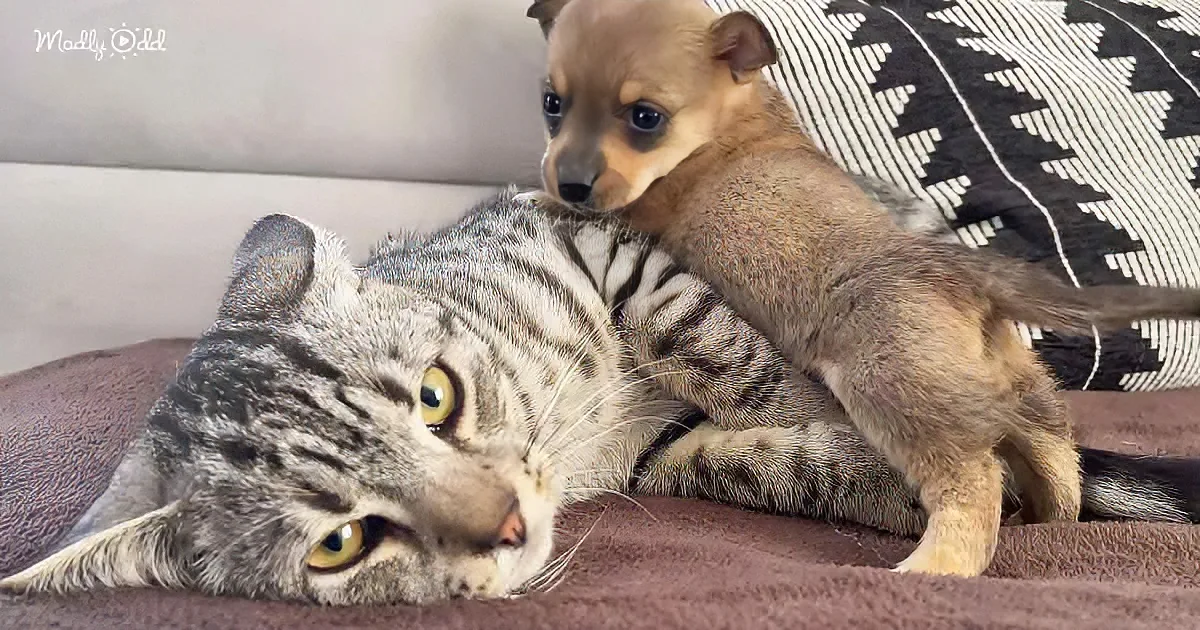 Puppy and kitten