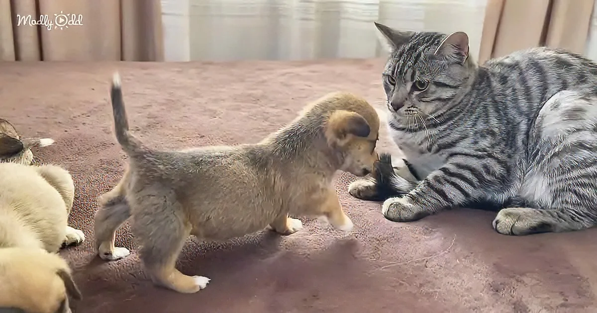 Puppy and kitten