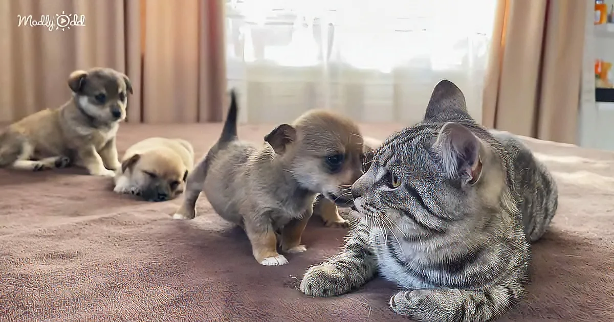 Cute Puppy Thinks Cat Is His Mom