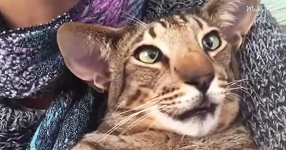 A close-up of a light brown cat with green eyes, wrapped in a textured fabric.