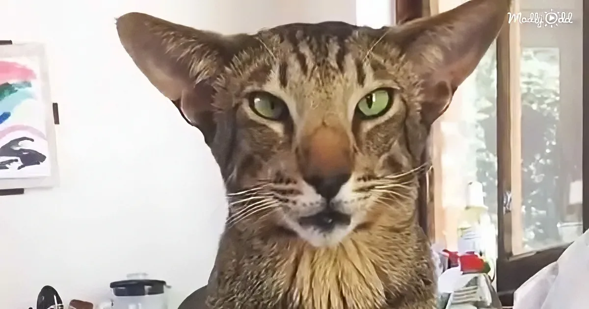 A close-up of a cat with large ears, green eyes, and a mix of brown and black fur, looking directly at the camera.
