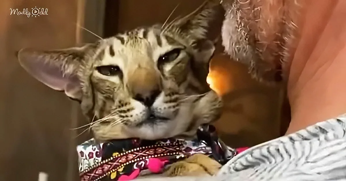 A relaxed cat with distinctive markings rests on patterned fabric, nestled close to a person's arm.