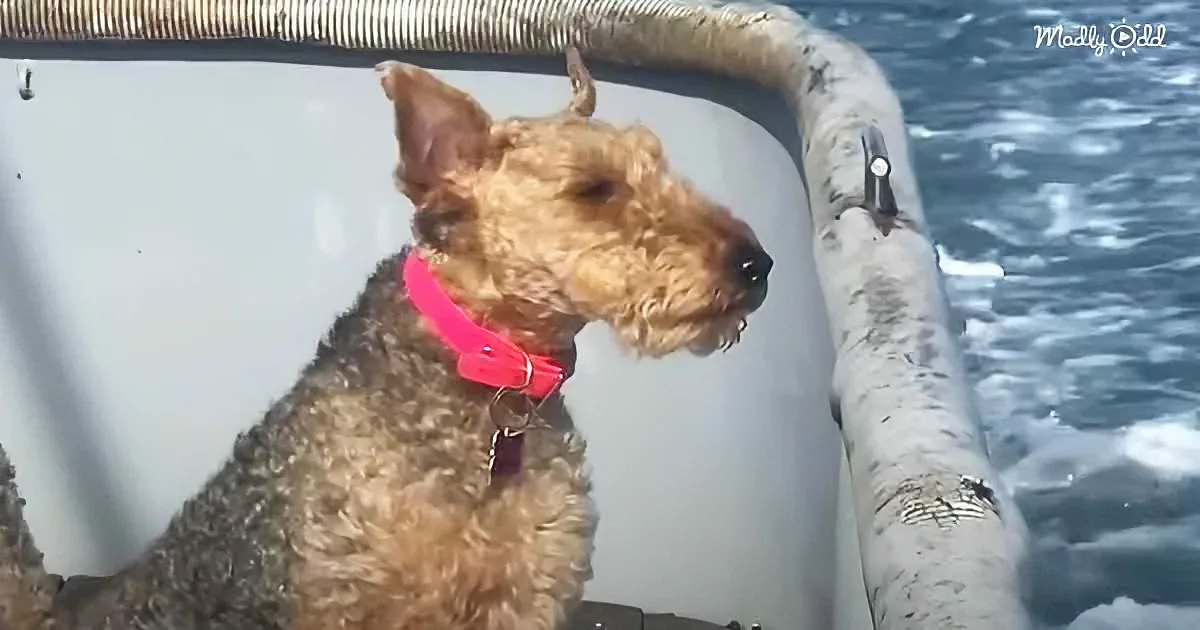 A brown Airedale Terrier with a pink collar sits on a boat, gazing out at the water.