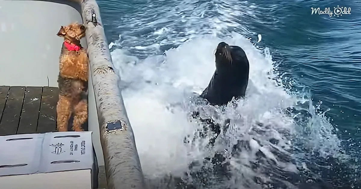 A dog watches a seal splash playfully in the water from a dock.