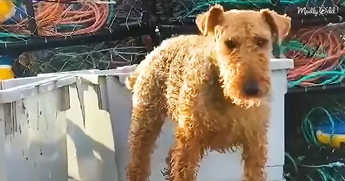 A wet, muddy Airedale Terrier stands on a white surface amidst fishing nets and ropes.
