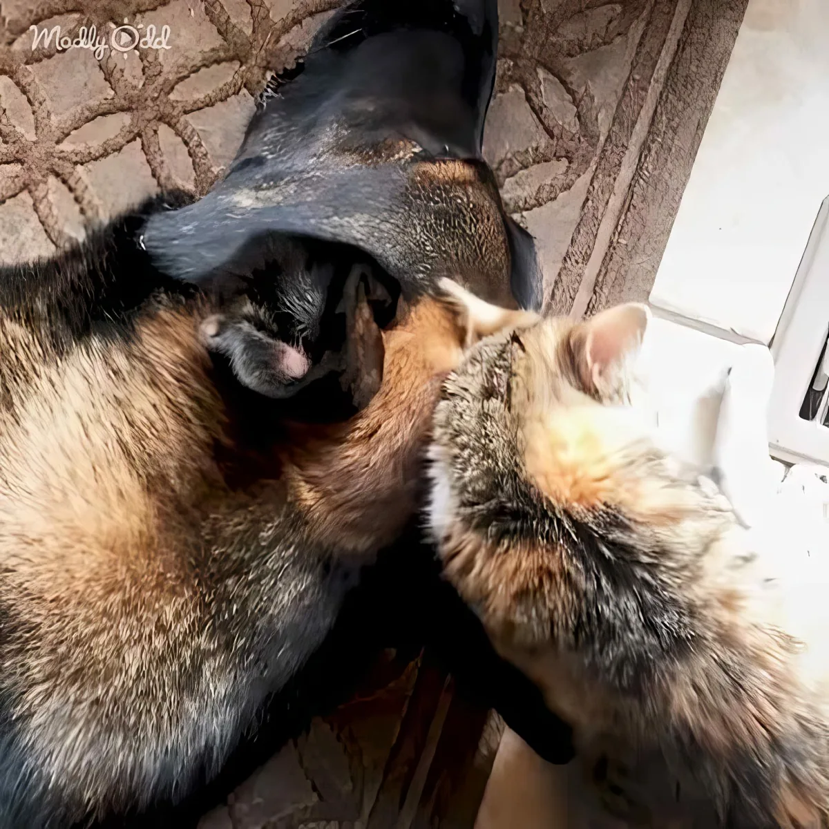 Adorable cat and giant dog