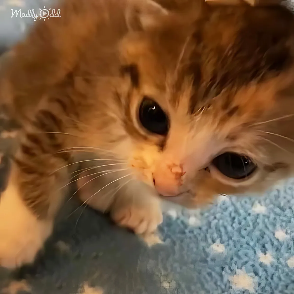 A cute orange kitten with big eyes and a fluffy coat is lying on a blue knitted blanket.