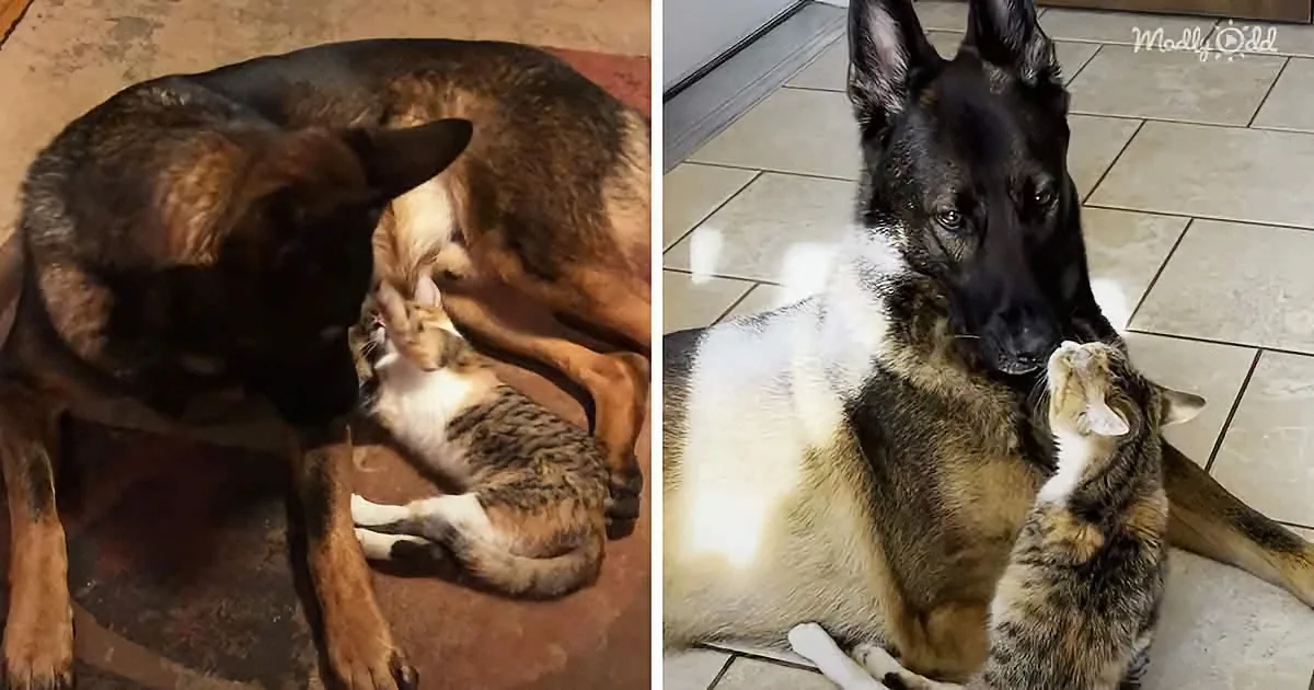 4-Pound Paralyzed Kitty Refuses to Let Go of the 85-Pound Gentle Giant