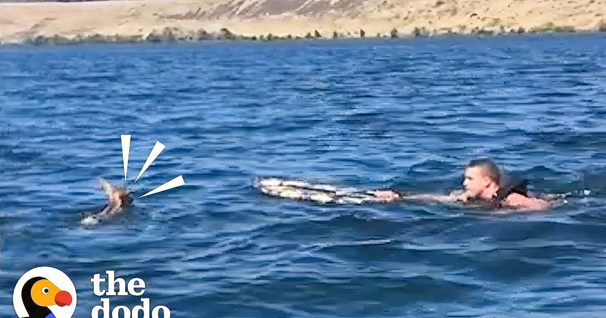 Team of Un-Trained Heroes Saves a Rogue Deer Crying in Water