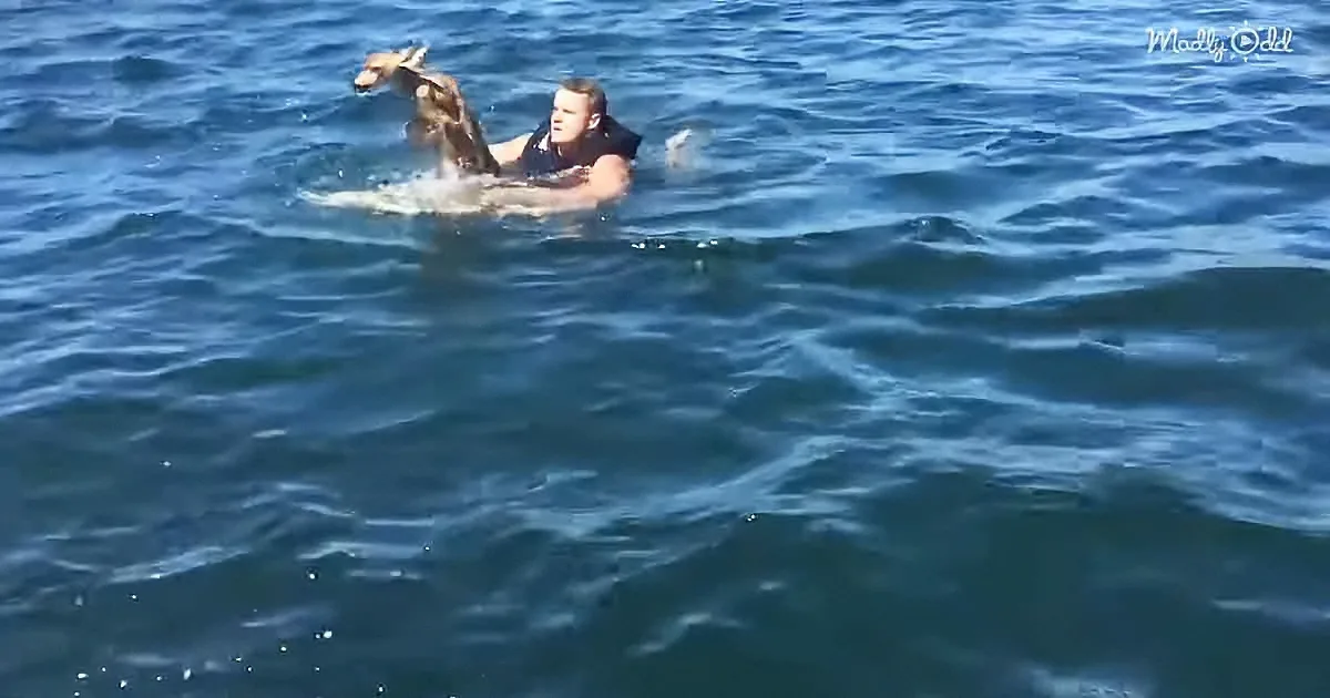 A person is swimming in the ocean, holding a goat on their back.