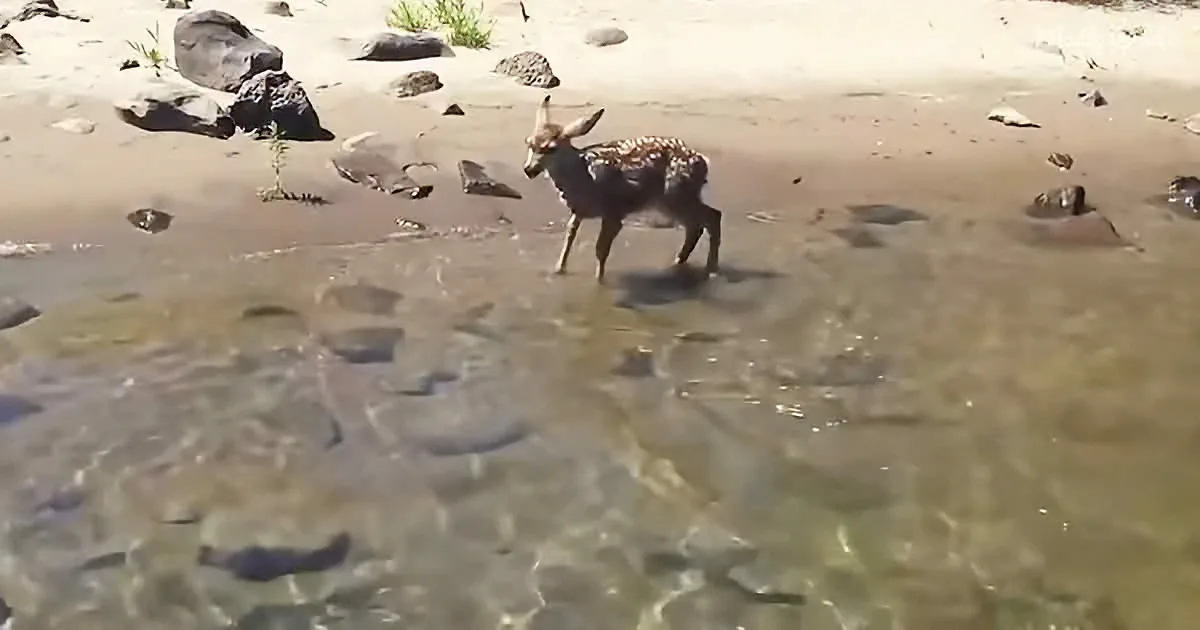A young deer stands in shallow water near rocks and sand, surrounded by clear, rippling water.