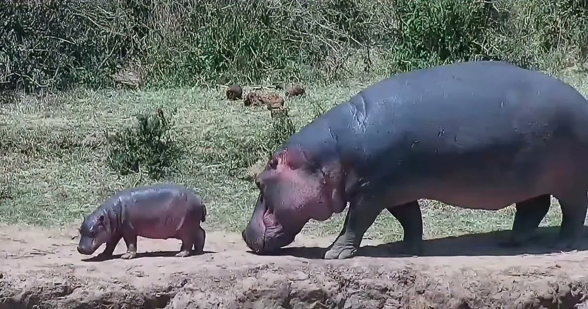 A hippo and its calf stand on a dirt path near a grassy area.