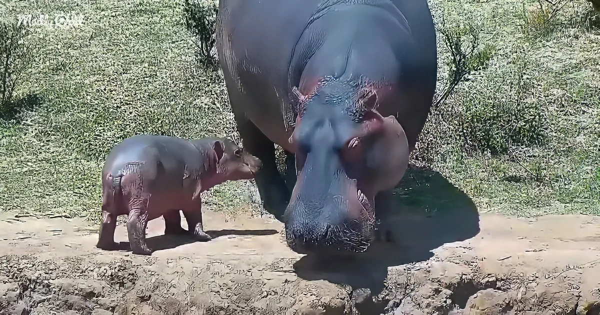 A hippopotamus and its baby are standing on a muddy bank, with the baby looking up at the adult.