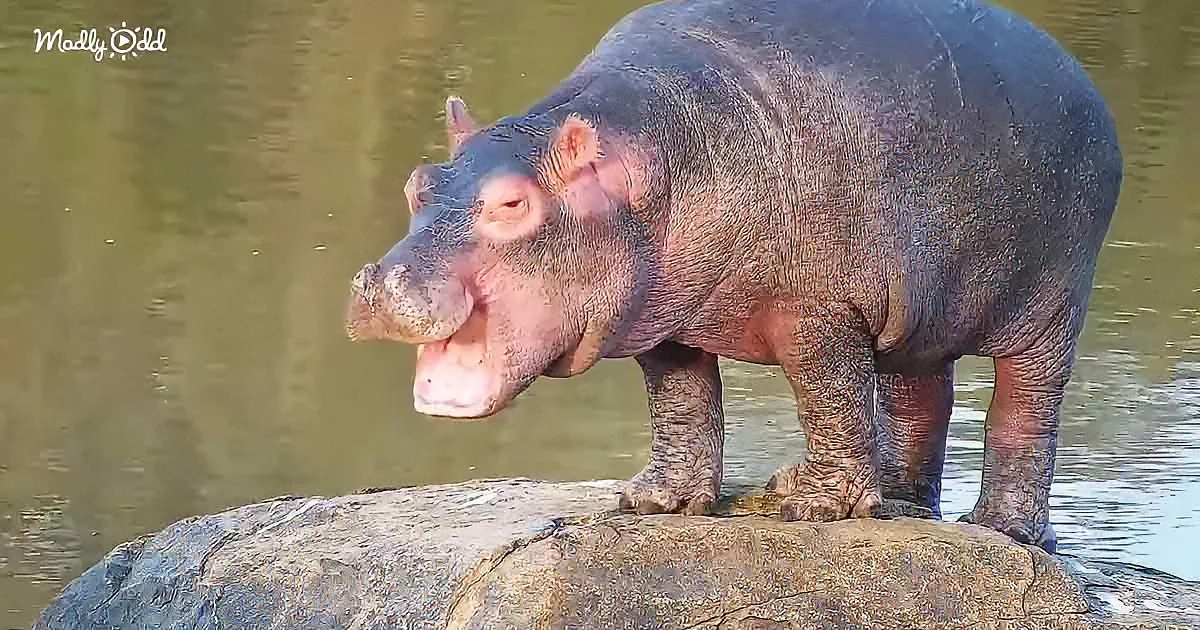A hippopotamus stands on a rock, partially in water, with its mouth open, appearing to yawn or vocalize.