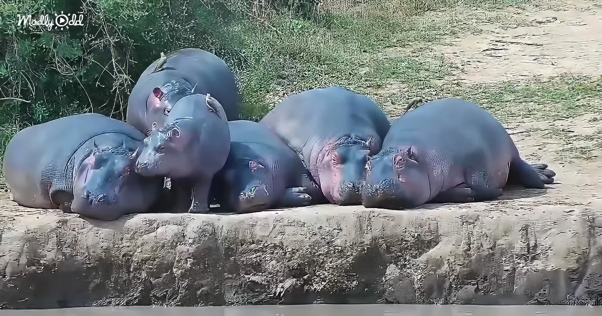 Six hippos lounging on a rocky riverbank, some with birds perched on their backs.