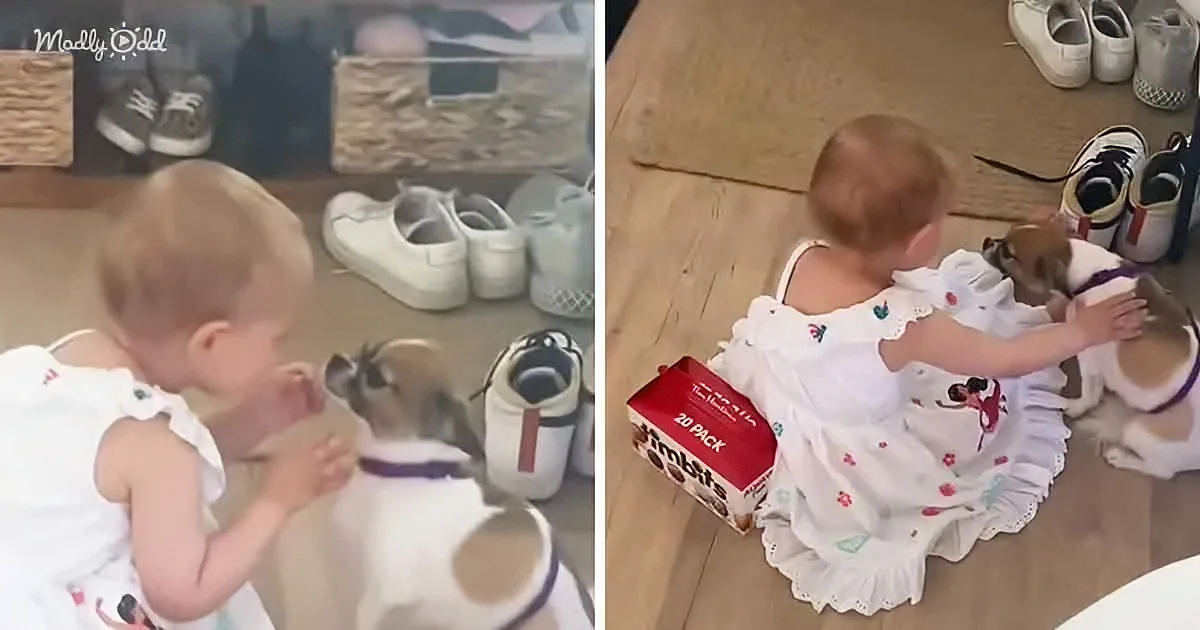 Toddler Girl Lovingly Comforts Dog With Separation Anxiety
