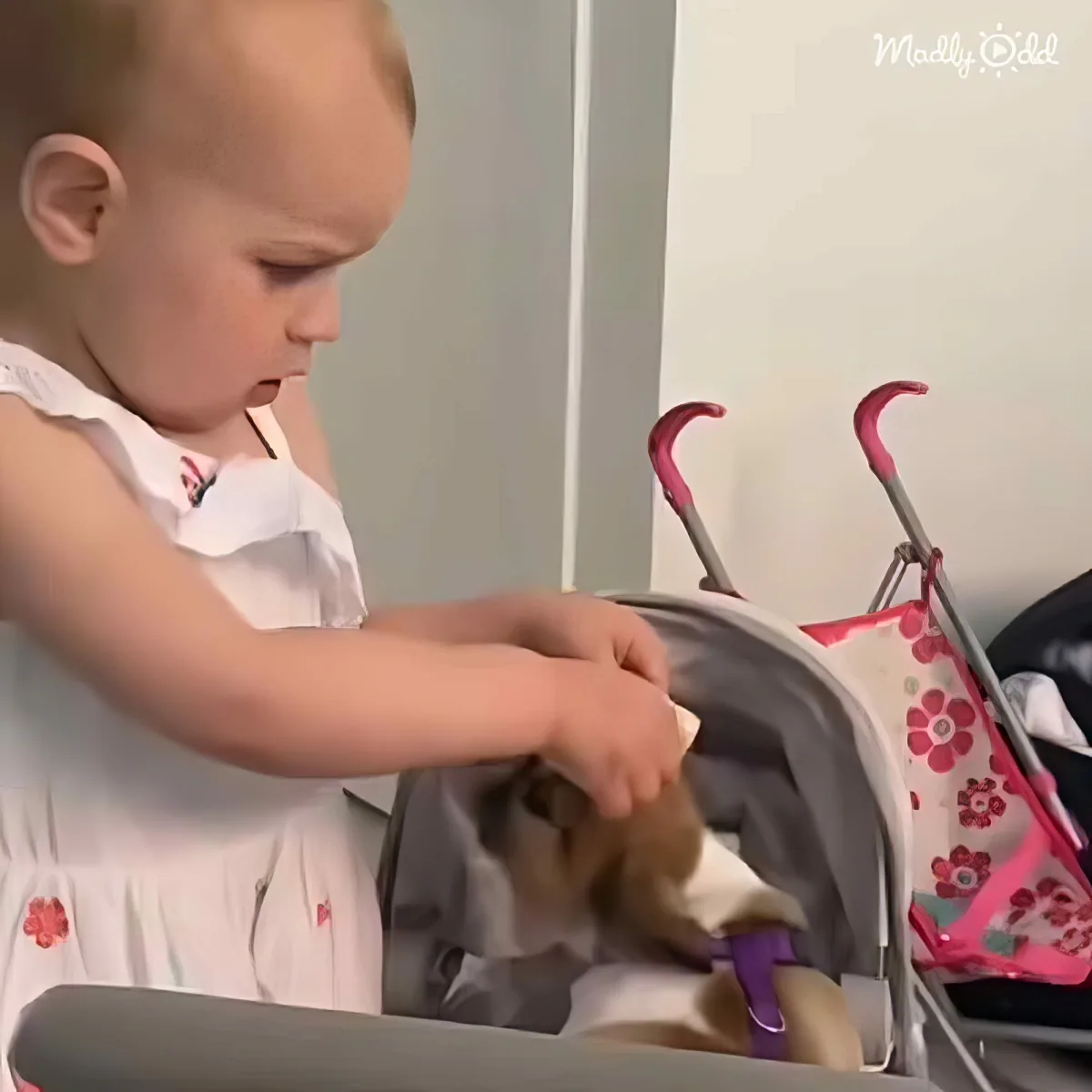 Toddler comforts dog